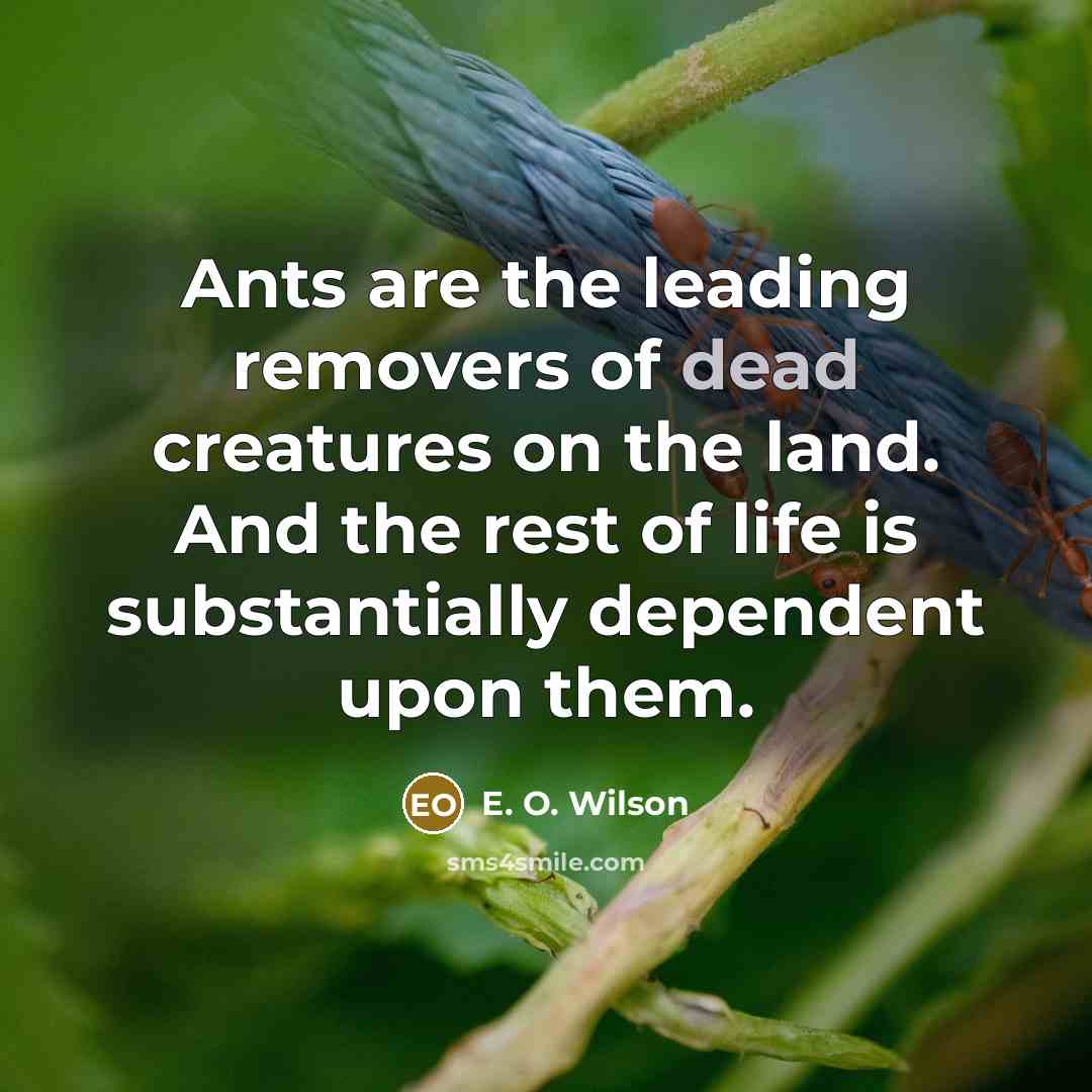 “Ants are the leading removers of dead creatures on the…” quote by E. O. Wilson