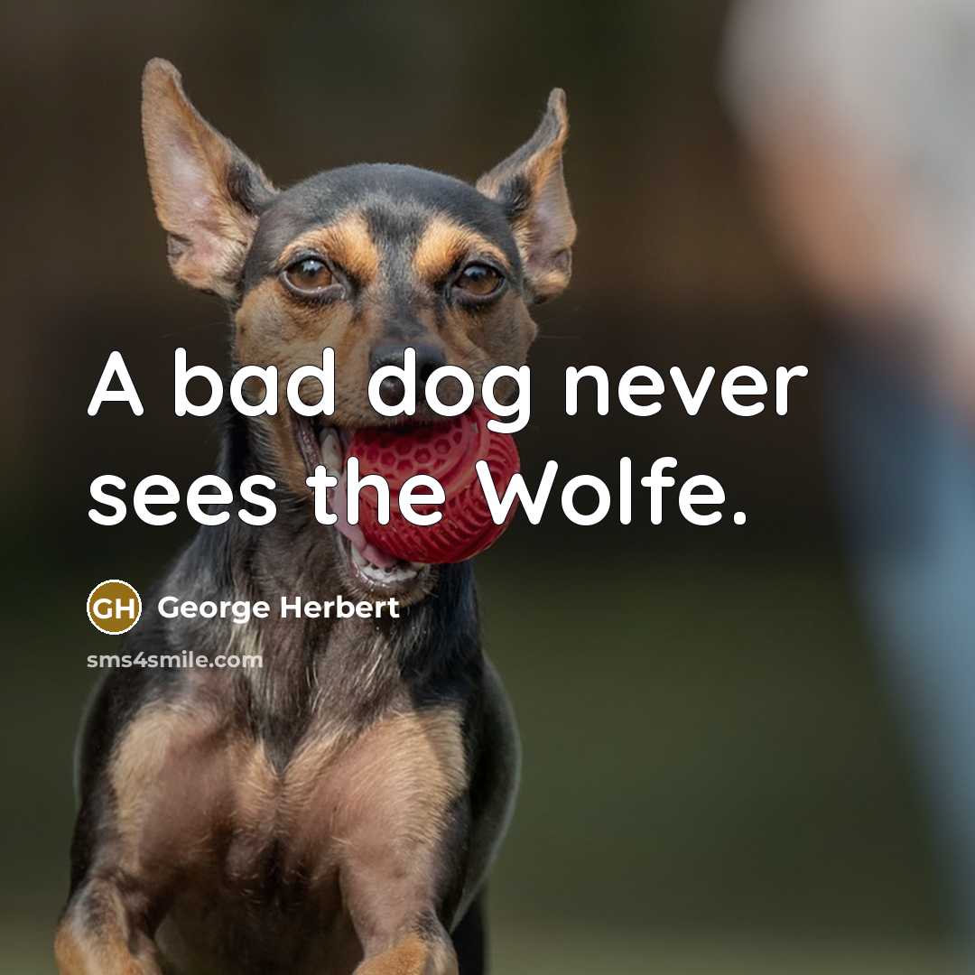 “A bad dog never sees the Wolfe.…” quote by George Herbert