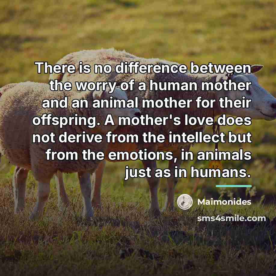 “There is no difference between the worry of a human…” quote by Maimonides