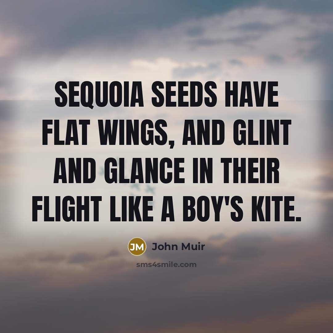 “Sequoia seeds have flat wings, and glint and glance in…” quote by John Muir