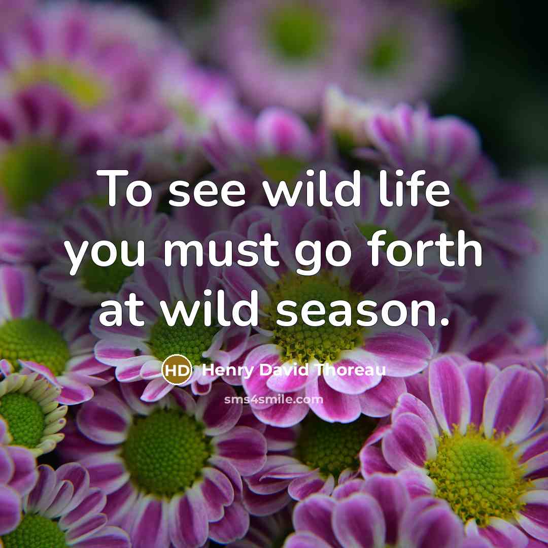 “To see wild life you must go forth at wild…” quote by Henry David Thoreau
