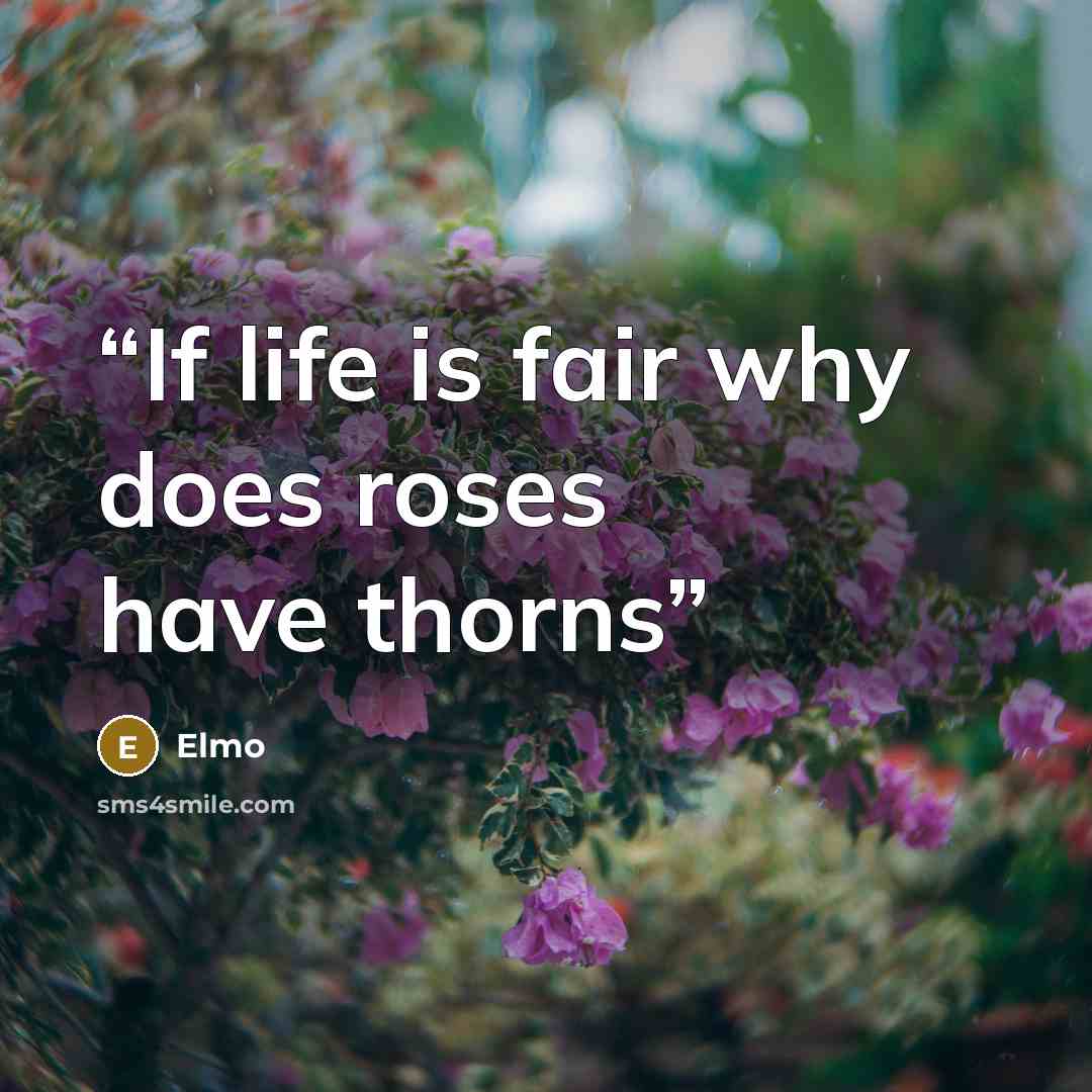 “If life is fair why does roses have thorns” quote by elmo