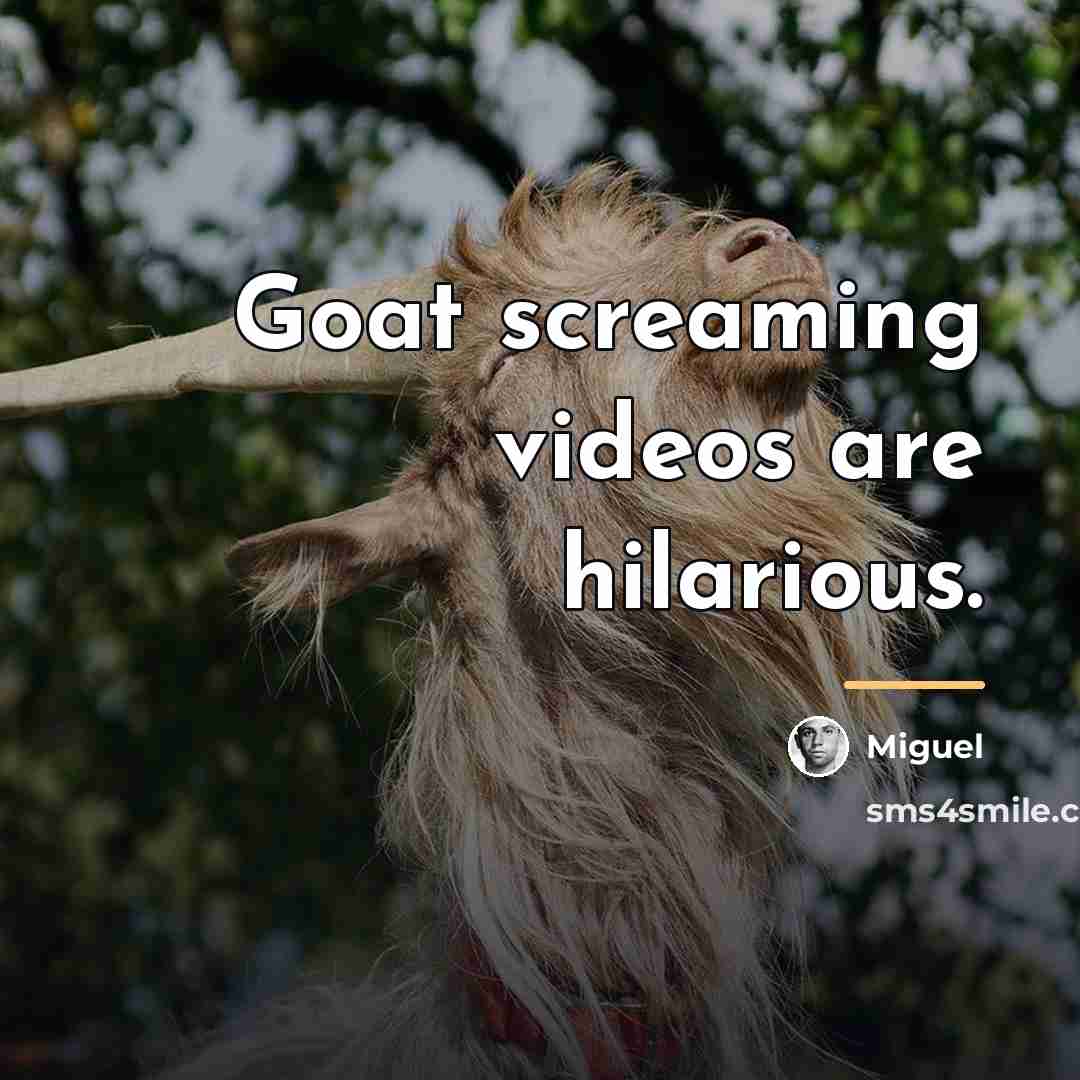 “Goat screaming videos are hilarious.…” quote by Miguel
