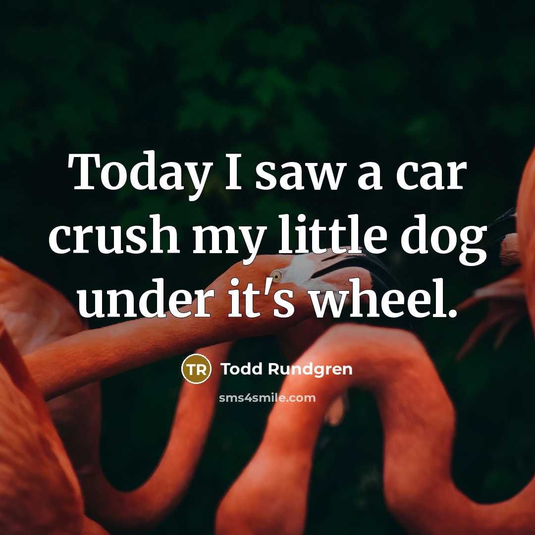 “Today I saw a car crush my little dog under…” quote by Todd Rundgren