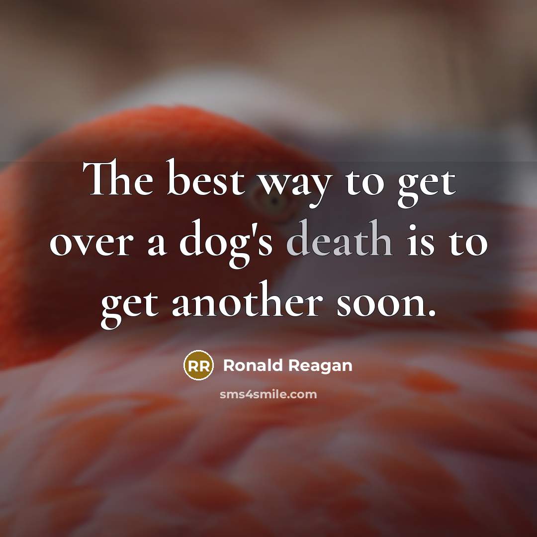 “The best way to get over a dog's death is to get another soon.” quote by Ronald Reagan