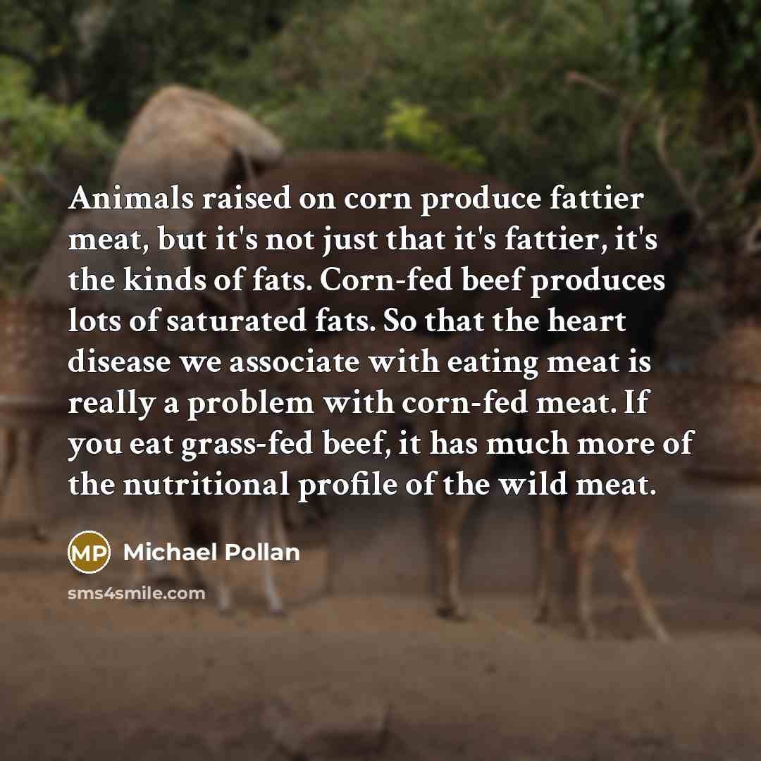 “Animals raised on corn produce fattier meat, but it's not…” quote by Michael Pollan