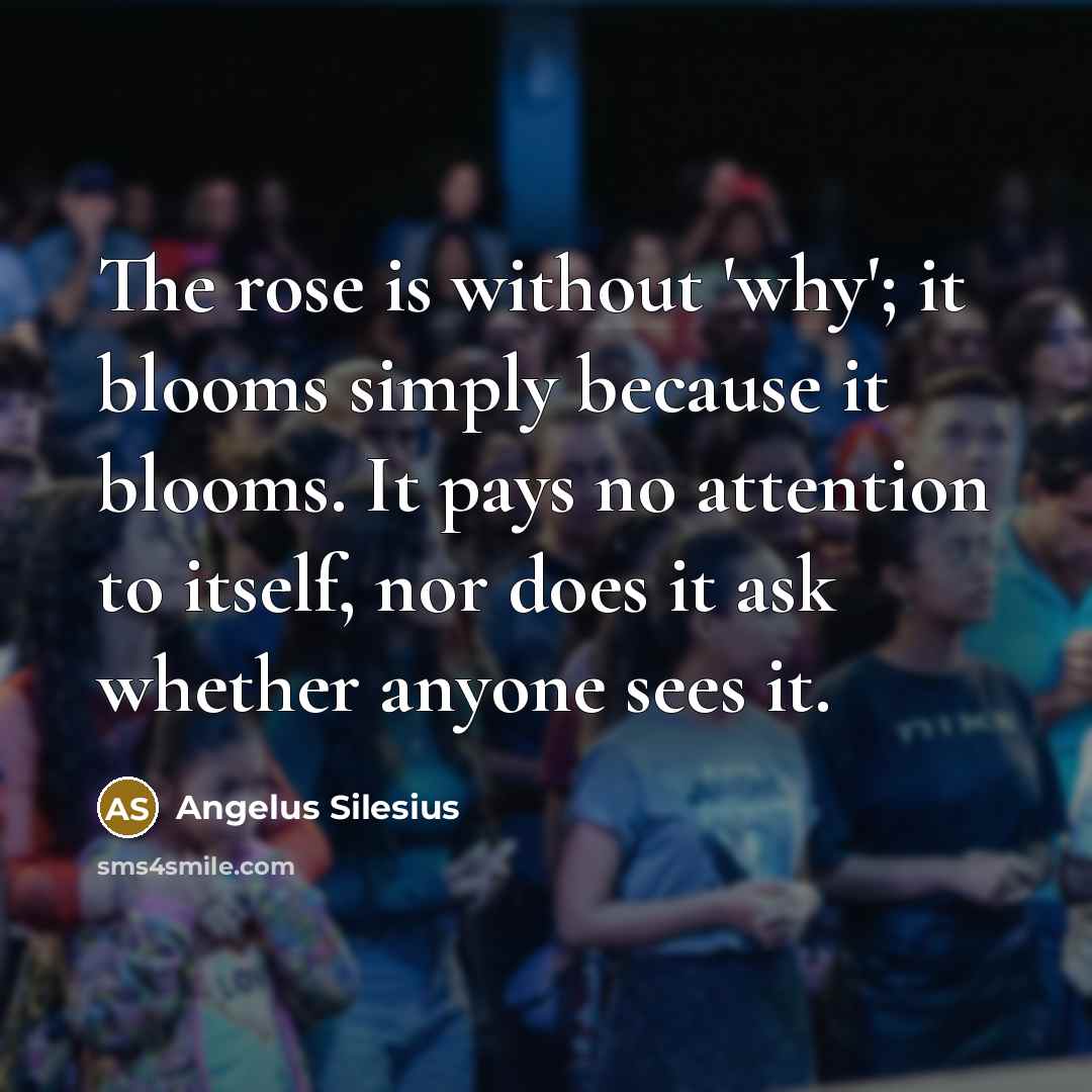 “The rose is without 'why'; it blooms simply because it…” quote by Angelus Silesius
