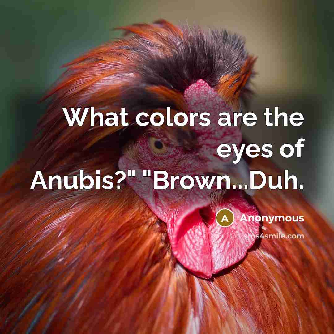 “What colors are the eyes of Anubis?" "Brown...Duh.…” quote by Anonymous