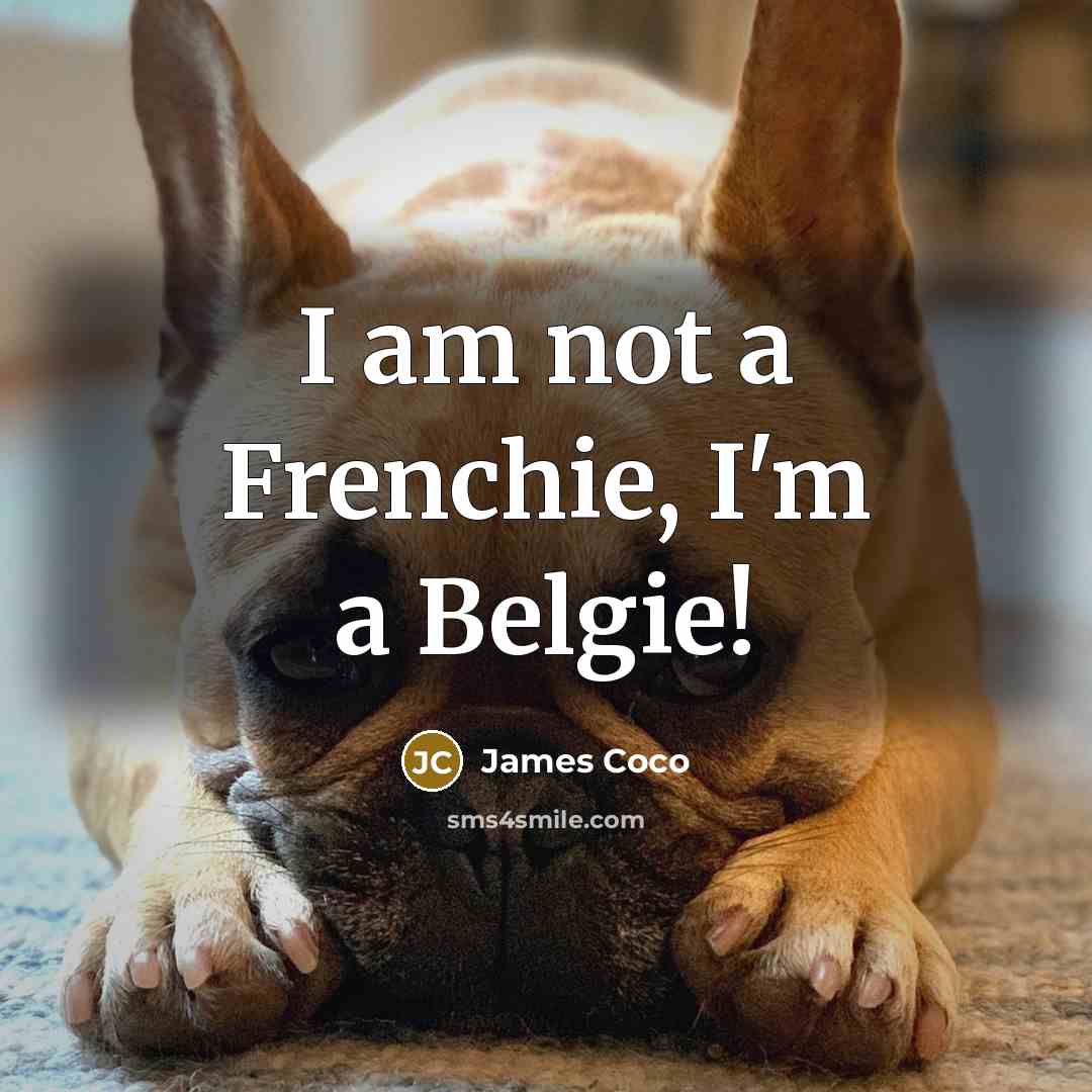 “I am not a Frenchie, I'm a Belgie!…” quote by James Coco