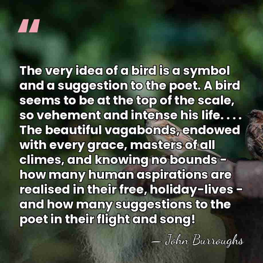 The very idea of a bird is a symbol and a suggestion&hellip; - John Burroughs