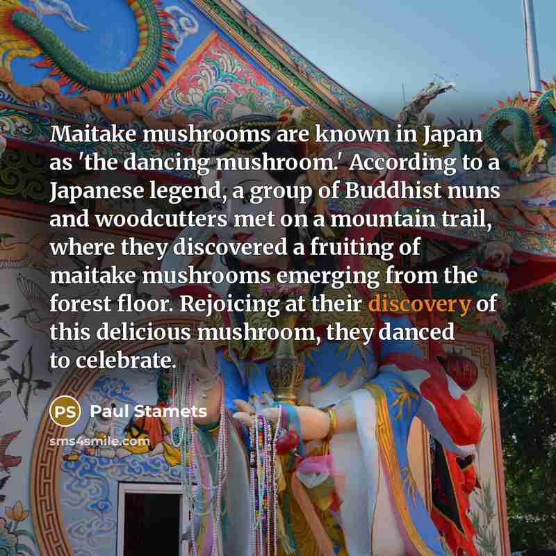 “Maitake mushrooms are known in Japan as 'the dancing mushroom.'…” quote by Paul Stamets