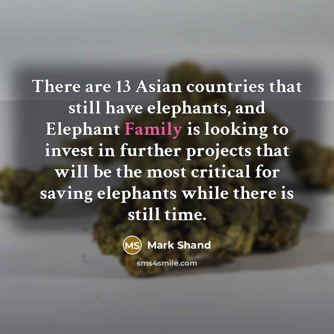 “There are 13 Asian countries that still have elephants, and…” quote by Mark Shand