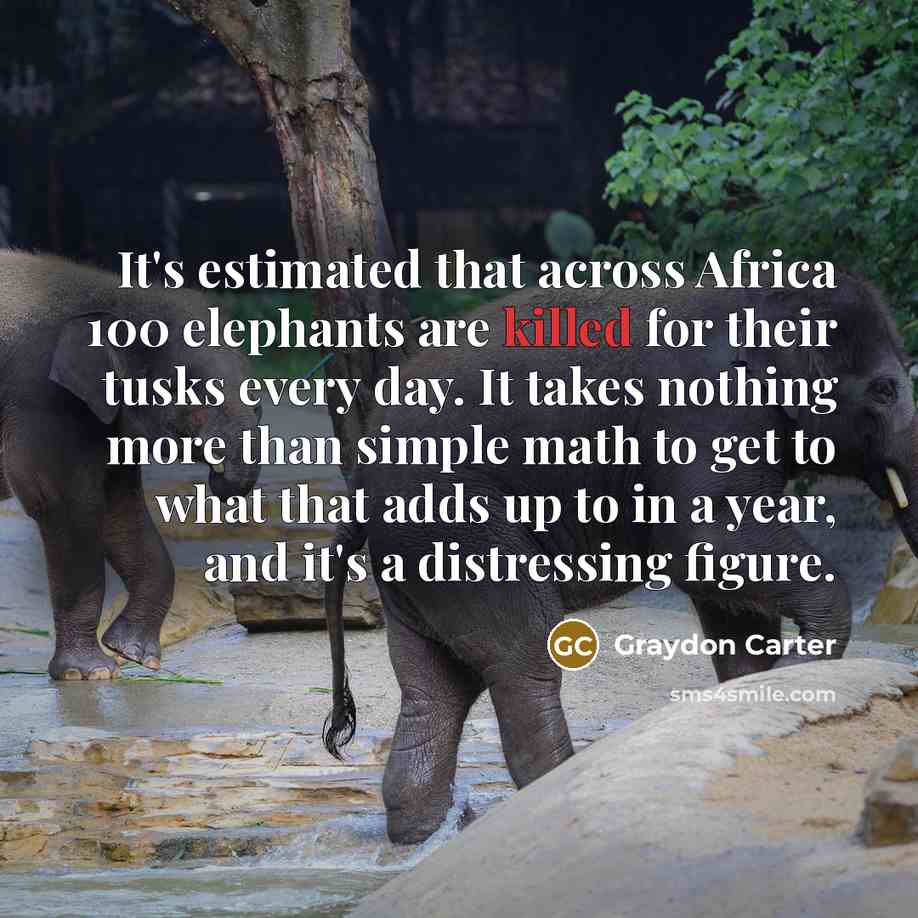 “It's estimated that across Africa 100 elephants are killed for…” quote by Graydon Carter