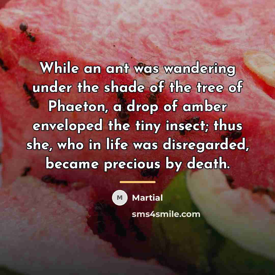 “While an ant was wandering under the shade of the…” quote by Martial