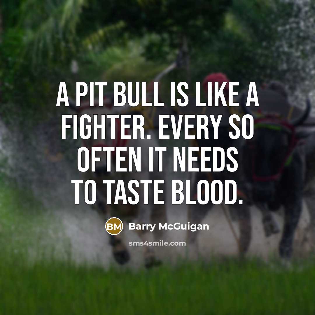 “A pit bull is like a fighter. Every so often…” quote by Barry McGuigan