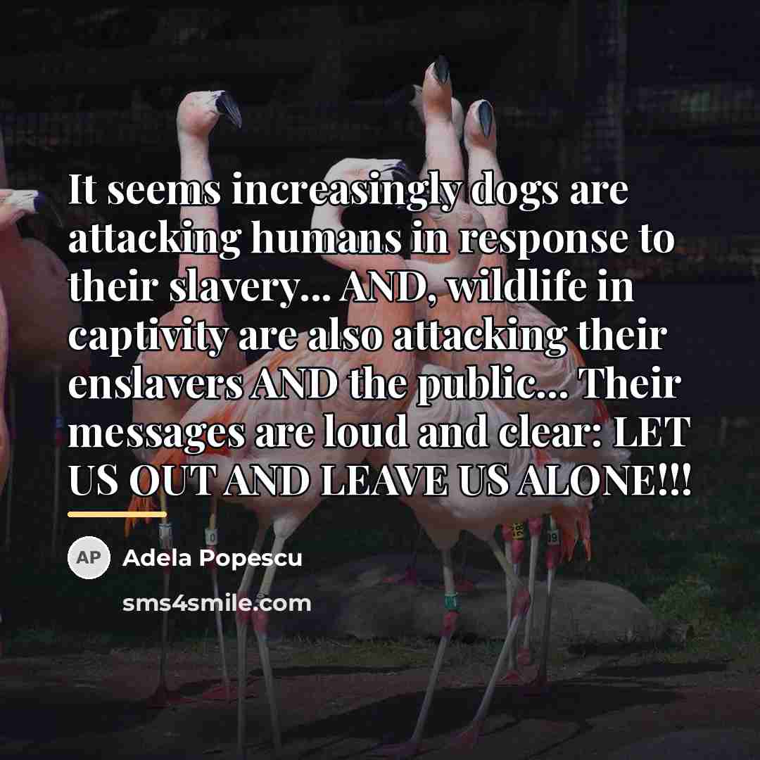 “It seems increasingly dogs are attacking humans in response to…” quote by Adela Popescu