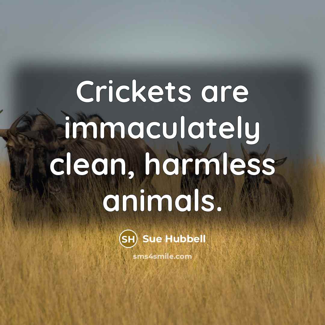 “Crickets are immaculately clean, harmless animals.…” quote by Sue Hubbell