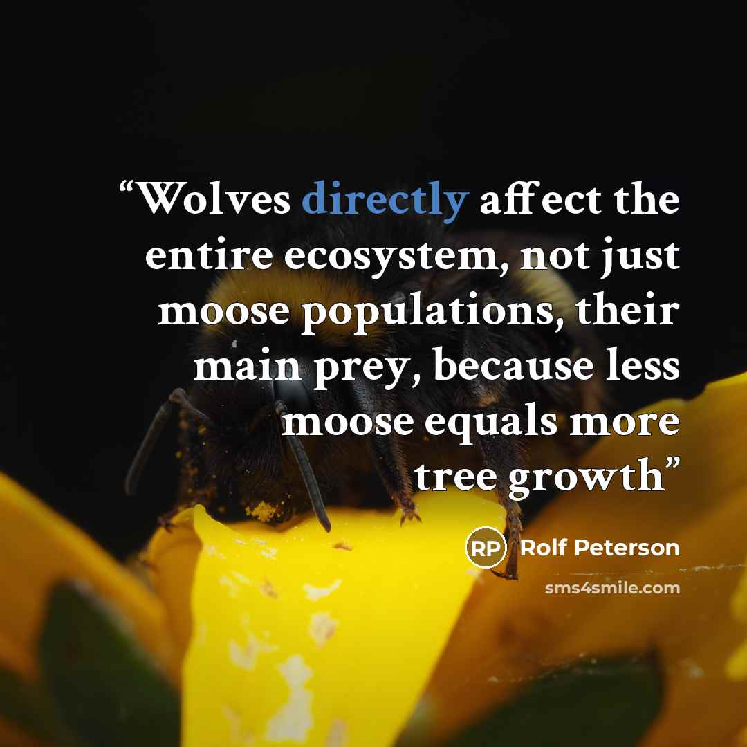 “Wolves directly affect the entire ecosystem, not just moose populations, their main prey, because less moose equals more tree growth” quote by Rolf Peterson