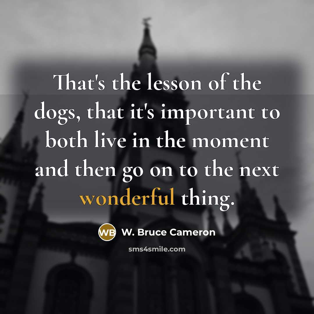 “That's the lesson of the dogs, that it's important to…” quote by W. Bruce Cameron