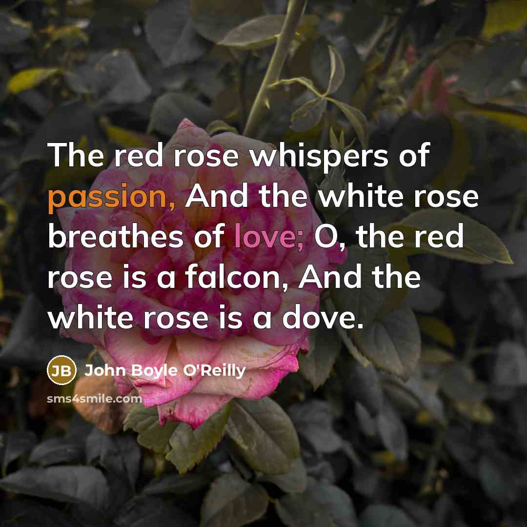 “The red rose whispers of passion, And the white rose…” quote by John Boyle O'Reilly