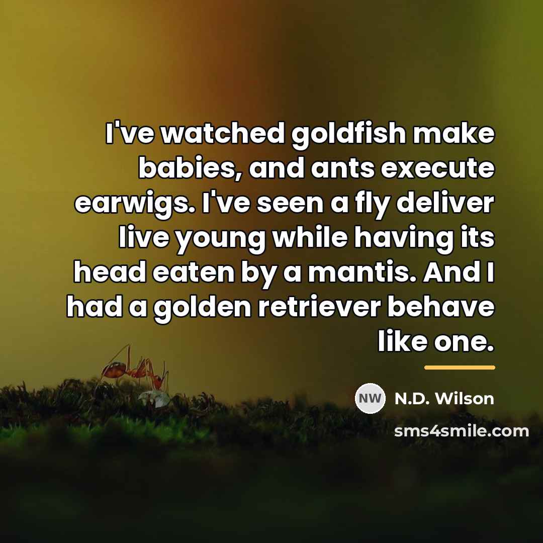 “I've watched goldfish make babies, and ants execute earwigs. I've…” quote by N.D. Wilson
