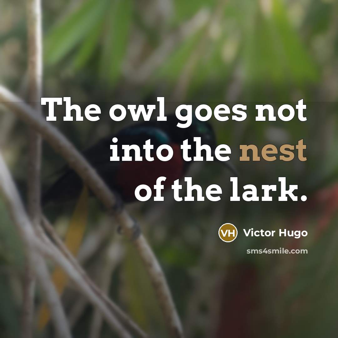 “The owl goes not into the nest of the lark.” quote by Victor Hugo
