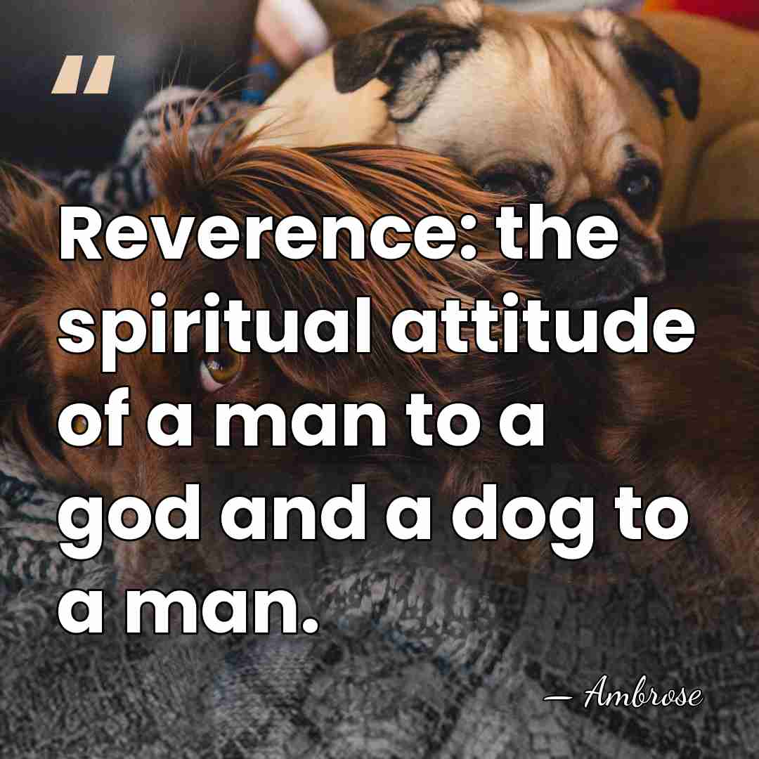 Reverence: the spiritual attitude of a man to a god and a&hellip; - Ambrose