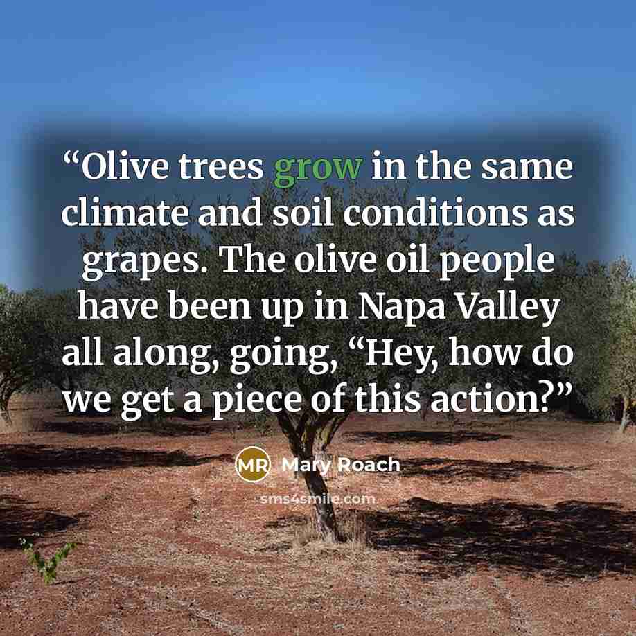 “Olive trees grow in the same climate and soil conditions as grapes. The olive oil people have been up in Napa Valley all along, going, “Hey, how do we get a piece of this action?” quote by Mary Roach