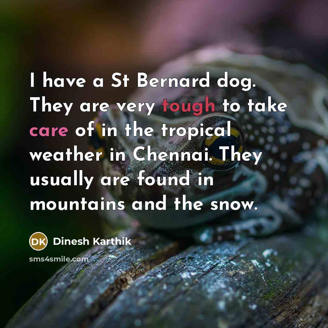 “I have a St Bernard dog. They are very tough to take care of in the tropical weather in Chennai. They usually are found in mountains and the snow.” quote by Dinesh Karthik