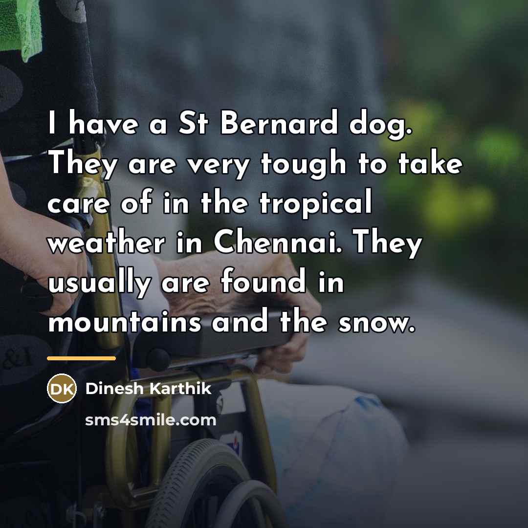 “I have a St Bernard dog. They are very tough…” quote by Dinesh Karthik