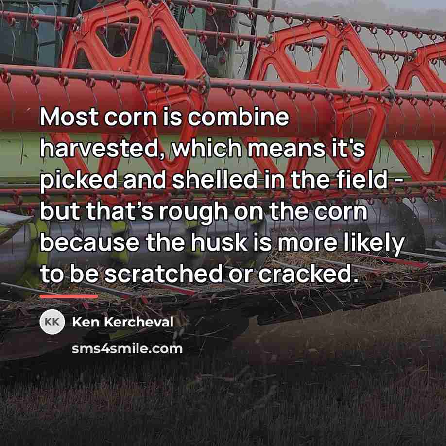 “Most corn is combine harvested, which means it's picked and…” quote by Ken Kercheval