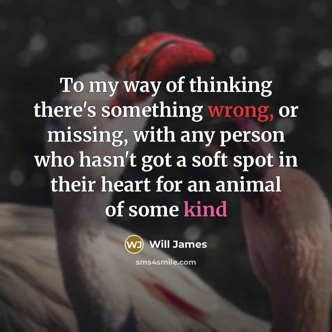 “To my way of thinking there's something wrong, or missing, with any person who hasn't got a soft spot in their heart for an animal of some kind” quote by Will James