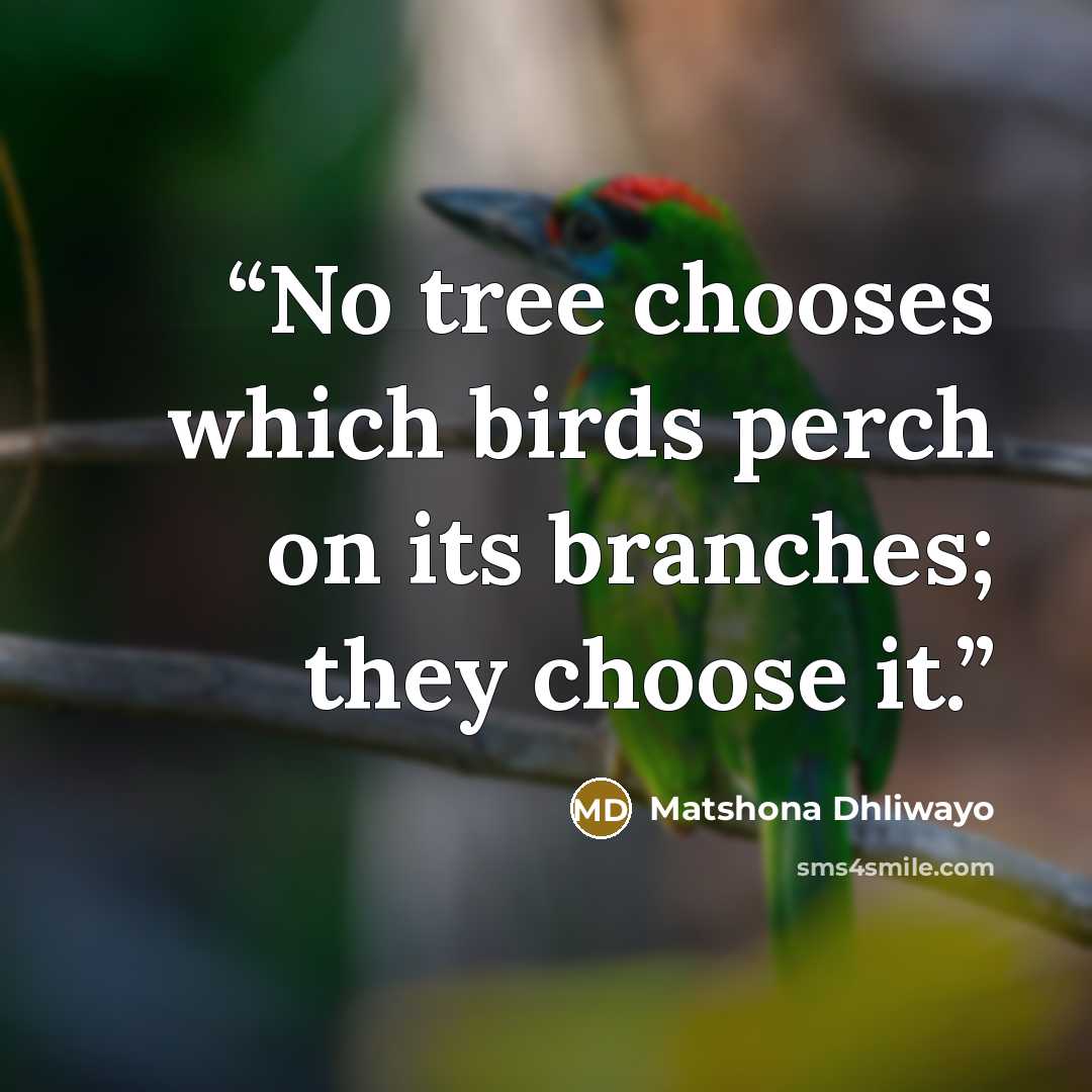 “No tree chooses which birds perch on its branches; they choose it.” quote by Matshona Dhliwayo
