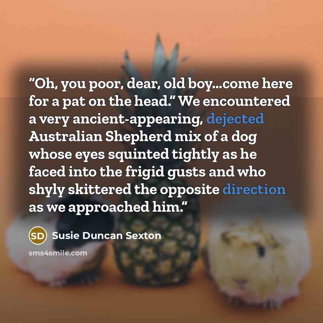 “Oh, you poor, dear, old boy…come here for a pat on the head.” We encountered a very ancient-appearing, dejected Australian Shepherd mix of a dog whose eyes squinted tightly as he faced into the frigid gusts and who shyly skittered the opposite direction as we approached him.” quote by Susie Duncan Sexton