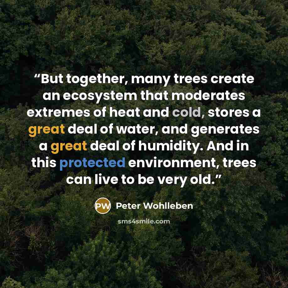 “But together, many trees create an ecosystem that moderates extremes of heat and cold, stores a great deal of water, and generates a great deal of humidity. And in this protected environment, trees can live to be very old.” quote by Peter Wohlleben