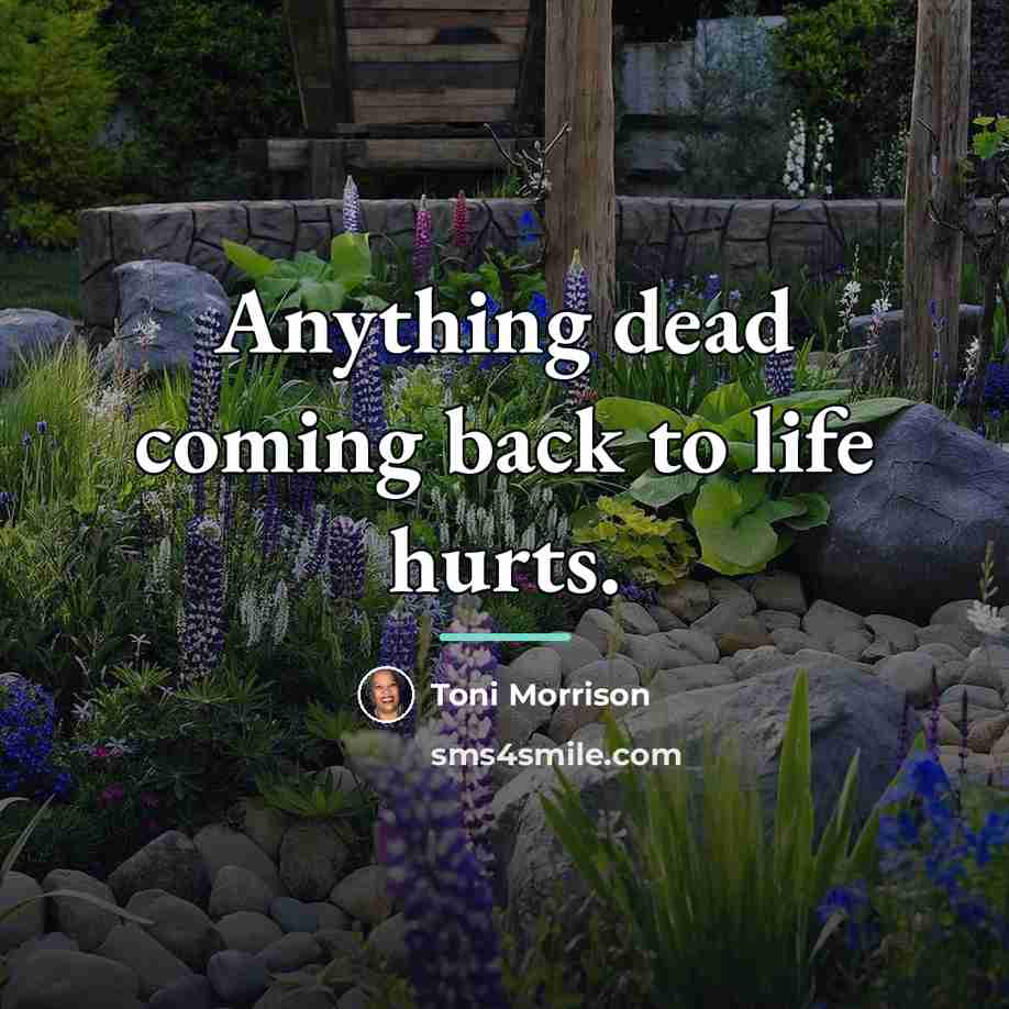 “Anything dead coming back to life hurts.…” quote by Toni Morrison