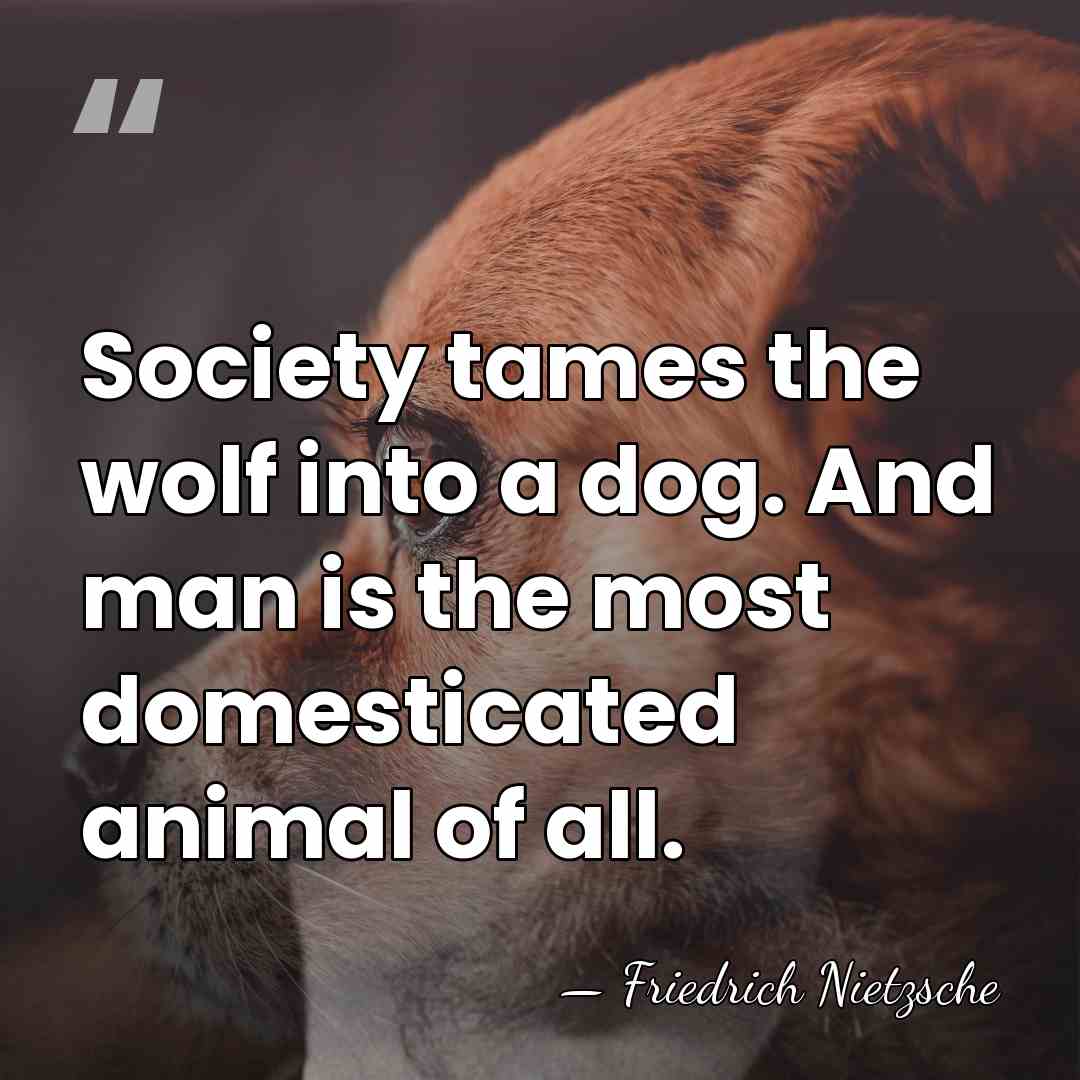 Society tames the wolf into a dog. And man is the most&hellip; - Friedrich Nietzsche