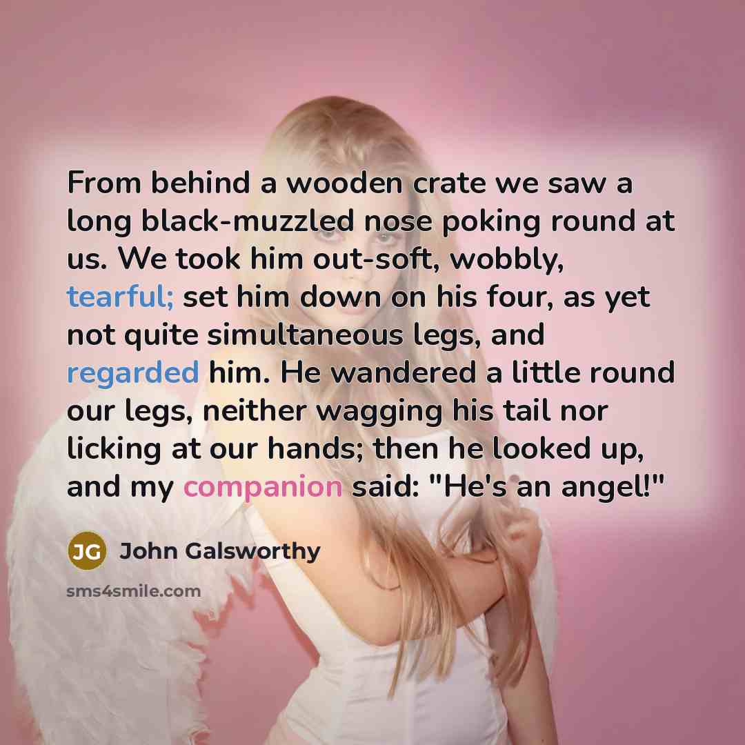 “From behind a wooden crate we saw a long black-muzzled…” quote by John Galsworthy