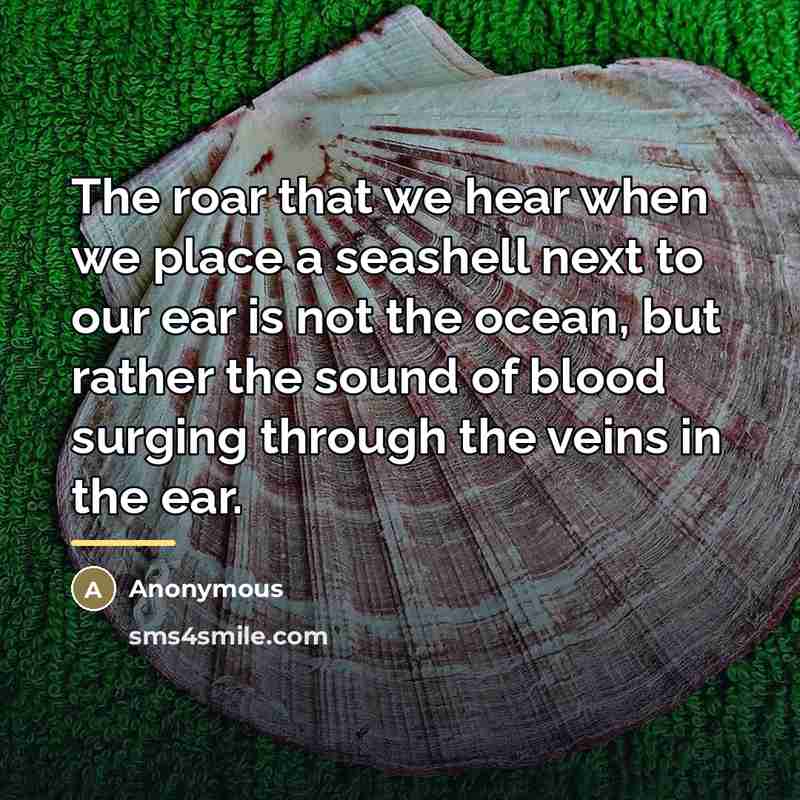 “The roar that we hear when we place a seashell…” quote by Anonymous