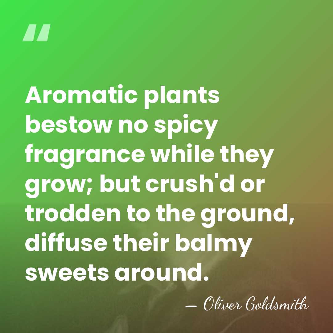 Aromatic plants bestow no spicy fragrance while they grow; but crush'd or&hellip; - Oliver Goldsmith
