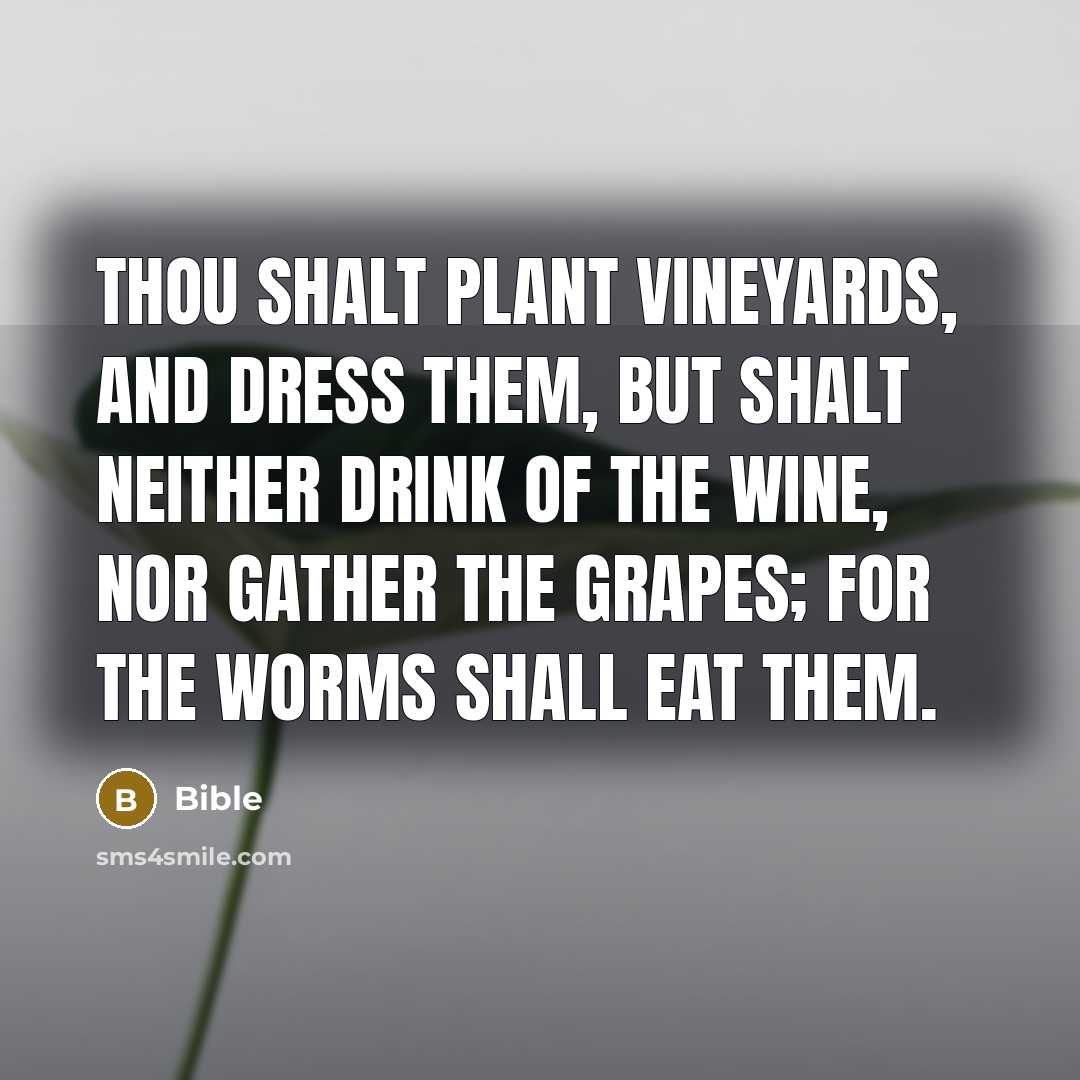“Thou shalt plant vineyards, and dress them, but shalt neither…” quote by Bible