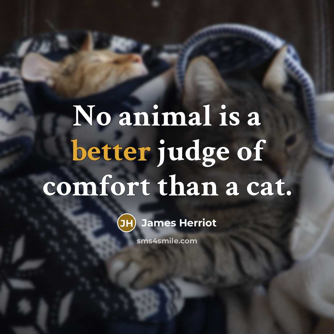 “No animal is a better judge of comfort than a…” quote by James Herriot