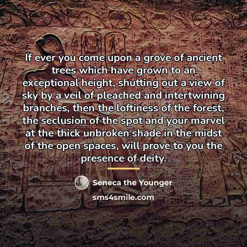 “If ever you come upon a grove of ancient trees…” quote by Seneca the Younger