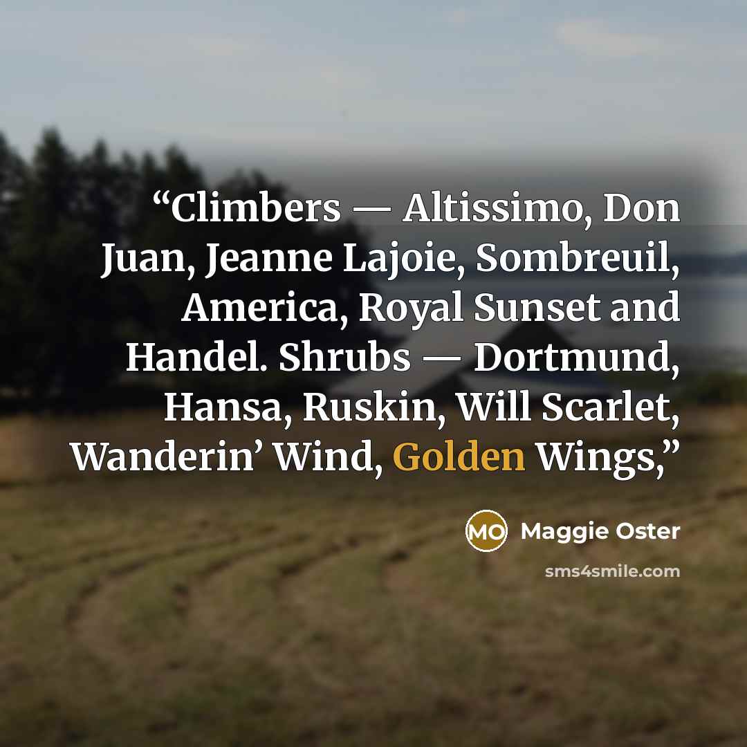 “Climbers — Altissimo, Don Juan, Jeanne Lajoie, Sombreuil, America, Royal Sunset and Handel. Shrubs — Dortmund, Hansa, Ruskin, Will Scarlet, Wanderin’ Wind, Golden Wings,” quote by Maggie Oster