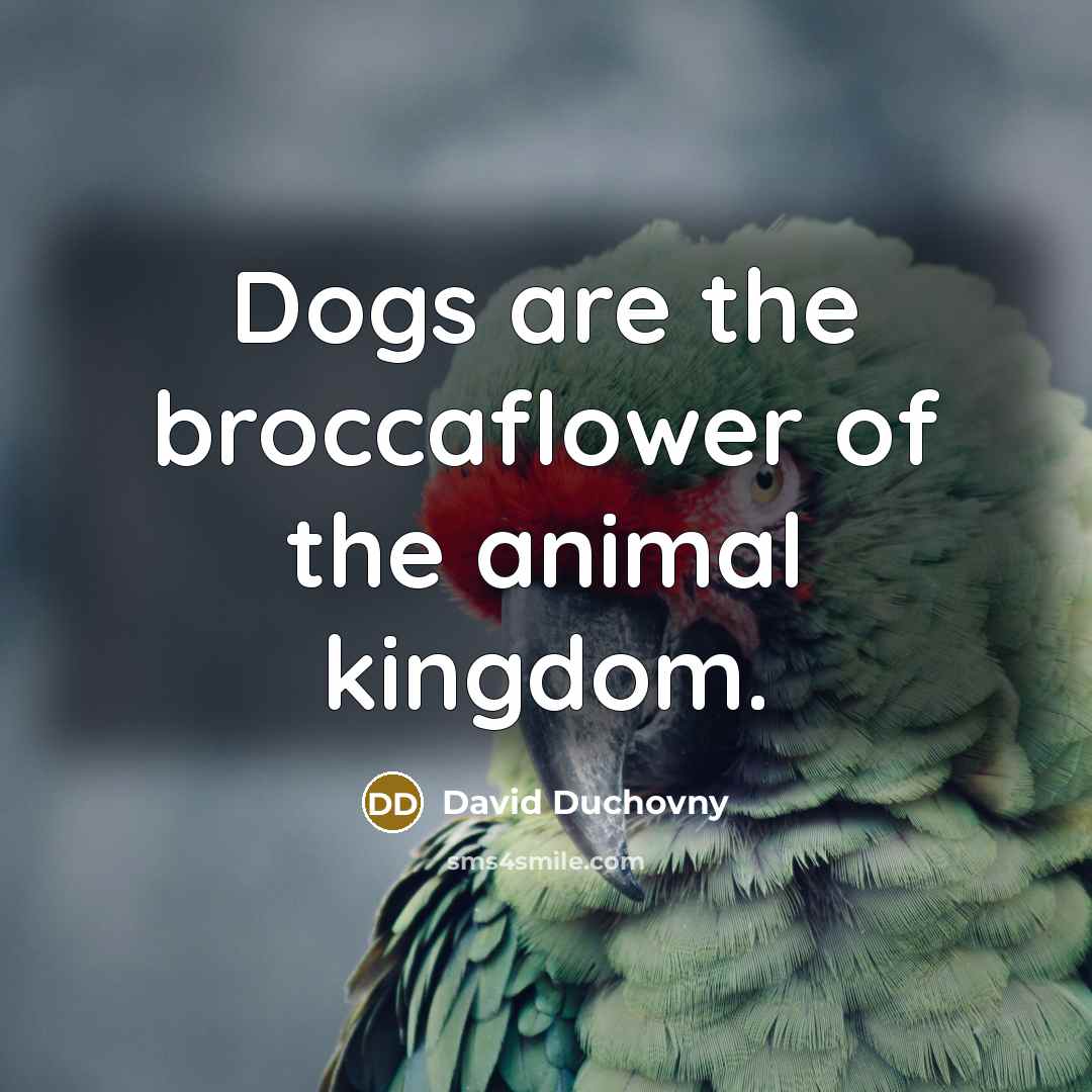 “Dogs are the broccaflower of the animal kingdom.…” quote by David Duchovny