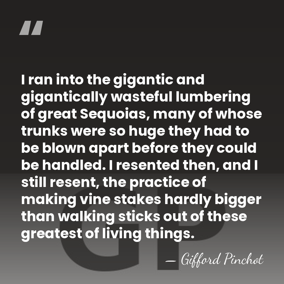 I ran into the gigantic and gigantically wasteful lumbering of great Sequoias,&hellip; - Gifford Pinchot