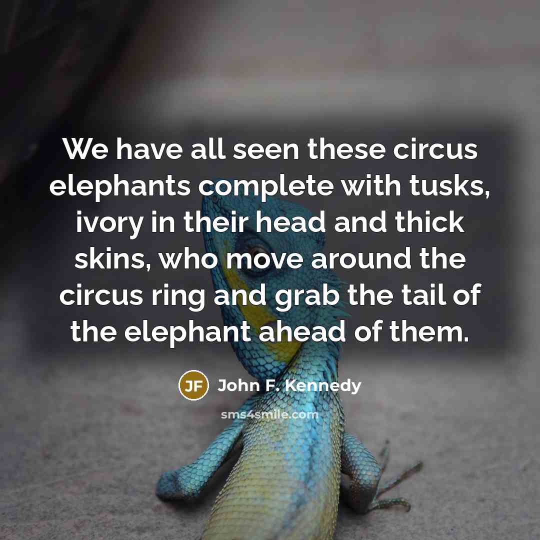 “We have all seen these circus elephants complete with tusks, ivory in their head and thick skins, who move around the circus ring and grab the tail of the elephant ahead of them.” quote by John F. Kennedy