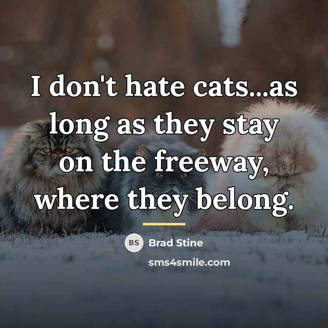 “I don't hate cats...as long as they stay on the…” quote by Brad Stine