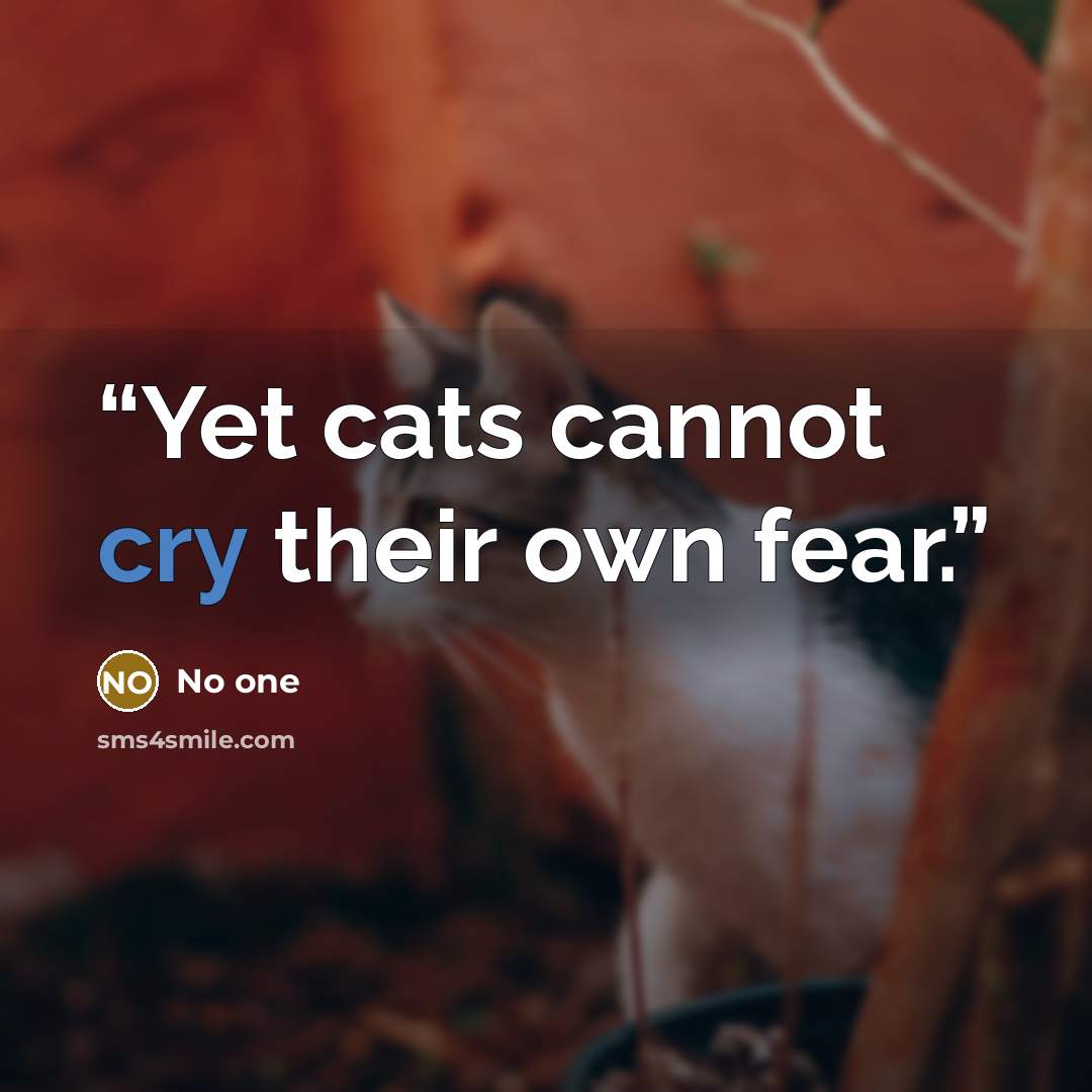 “Yet cats cannot cry their own fear.” quote by no one