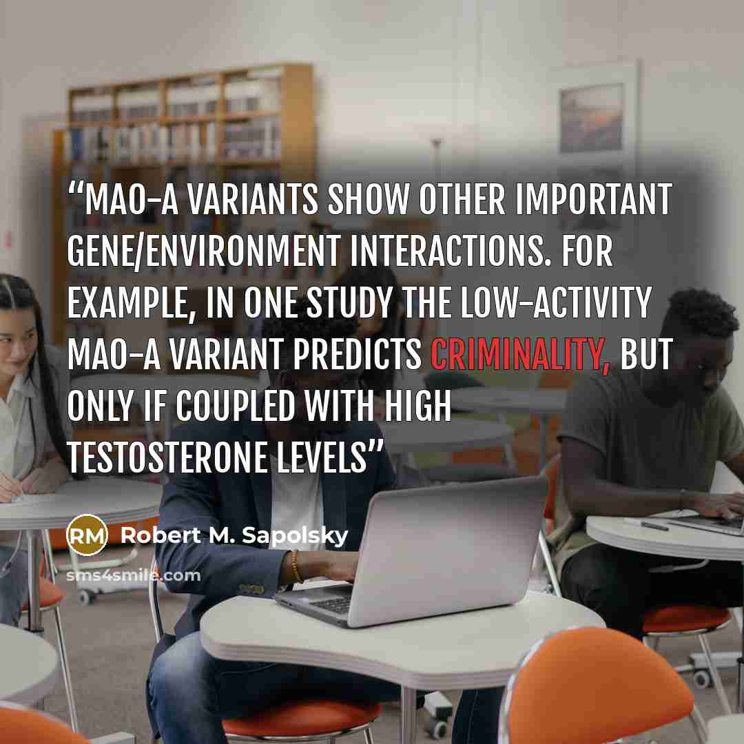 “MAO-A variants show other important gene/environment interactions. For example, in one study the low-activity MAO-A variant predicts criminality, but only if coupled with high testosterone levels” quote by Robert M. Sapolsky